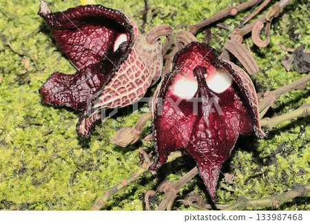 馬兜鈴花 133987468