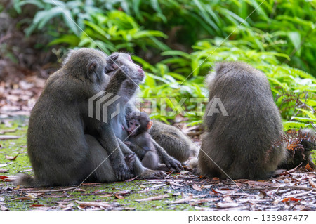 Yakuza monkeys relaxing on Yakushima Island, a World Natural Heritage Site (Summer) 133987477