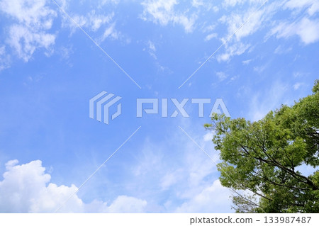 綠色的櫸樹葉和藍色的天空 133987487