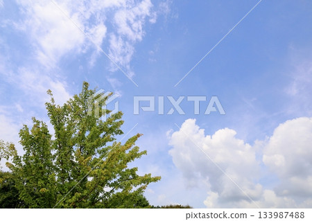 Green leaves of the trident maple tree and blue sky Green leaves of the trident maple tree and blue sky 133987488