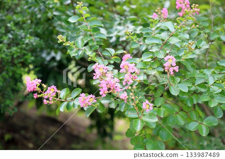 Refreshing Crape Myrtle Flowers Refreshing Crape Myrtle Flowers 133987489