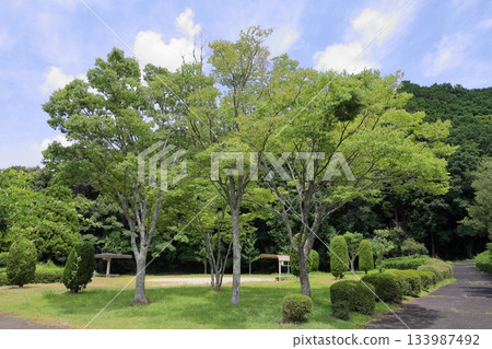 Refreshing Zelkova leaves Refreshing Zelkova leaves 133987492