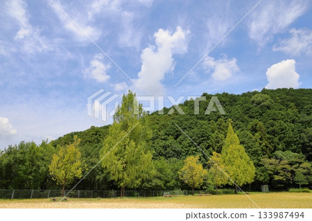 Colored metasequoia leaves 133987494