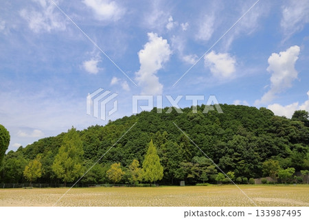 彩色水杉葉 彩色水杉葉 133987495