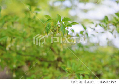 Cute snowbell fruit 133987496