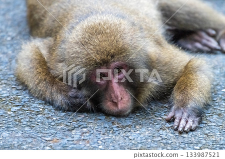 Yakuza monkeys relaxing on Yakushima Island, a World Natural Heritage Site (Summer) 133987521