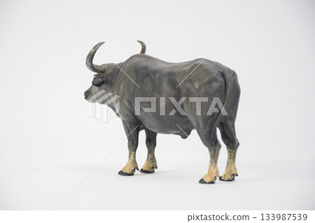 buffalo on isolated background buffalo on isolated background 133987539