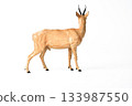 Roe Deer animal on isolated background 133987550