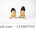 lion animal on isolated background 133987555