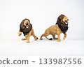 lion animal on isolated background 133987556