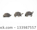 Galapagos tortoise animal on isolated background 133987557