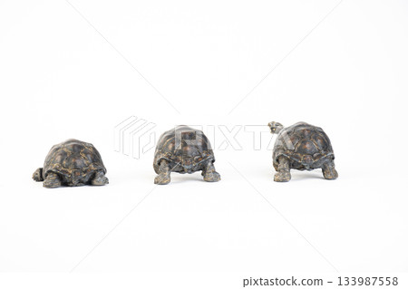 Galapagos tortoise animal on isolated background Galapagos tortoise animal on isolated background 133987558