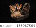 Thomson's gazelle animal on isolated background 133987564