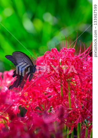 Higambuna和黑醋栗 133987599