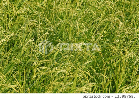 水果稻植物 133987683