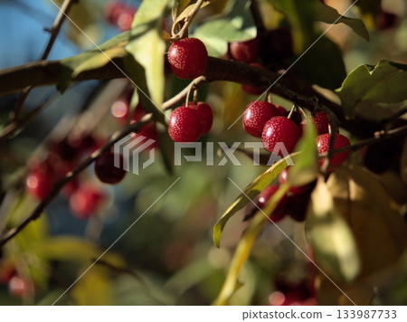 Autumn berries ripening on a sunny December day 133987733