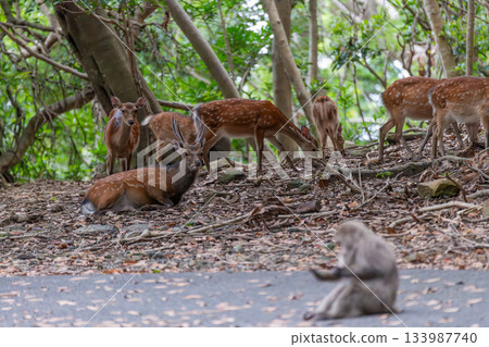 Yakushima World Heritage Site (Summer) 133987740