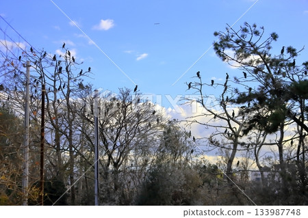 A flock of cormorants perched on a branch 133987748