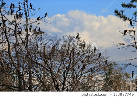 A flock of cormorants perched on a branch 133987749