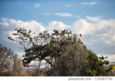 A flock of cormorants perched on a branch A flock of cormorants perched on a branch 133987750