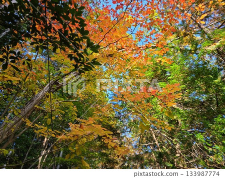 Mount Takao Mount Takao 133987774