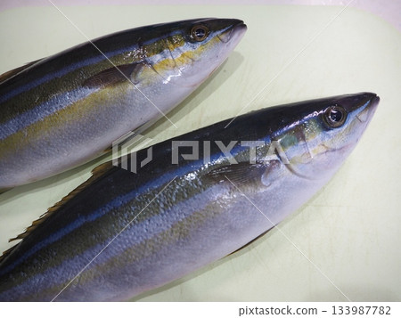 Fresh yellowtail lined up on the counter 133987782