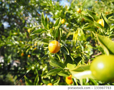 A bumper crop of kumquats and vibrant leaves 133987783