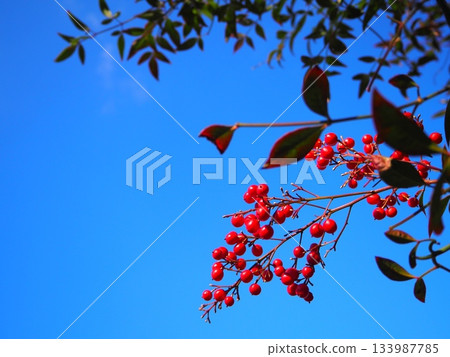 藍天下,南天竹的紅色漿果格外醒目。 藍天下,南天竹的紅色漿果格外醒目。 133987785