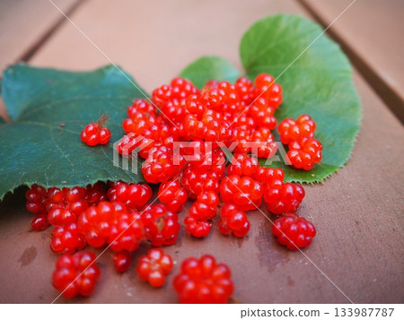 美麗的野生草莓,綠葉紅果(特寫) 美麗的野生草莓,綠葉紅果(特寫) 133987787