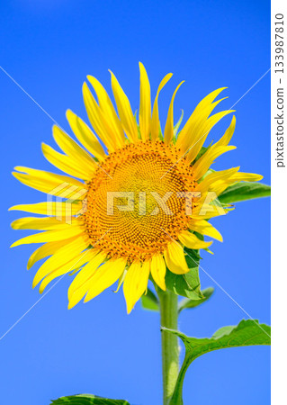 September sunflower September sunflower 133987810