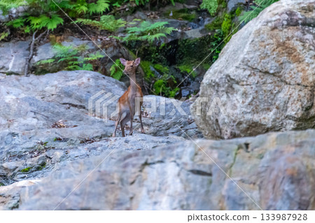 屋久島世界遺產（夏季） 133987928