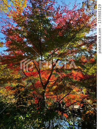 白金自然教育花園水生植物園 白金自然教育花園水生植物園 133988129