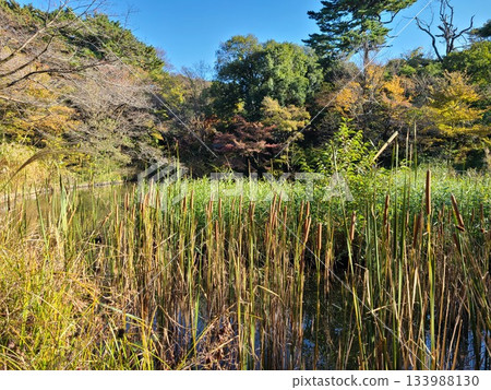 白金自然教育花園水生植物園 白金自然教育花園水生植物園 133988130