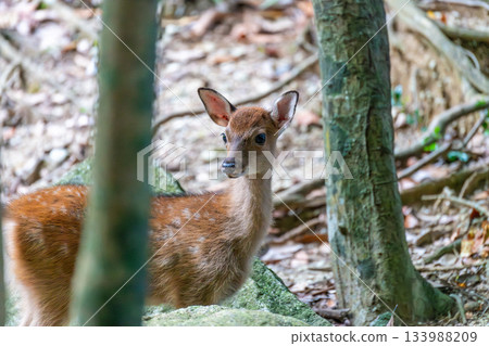 Female Yakushima deer, alert, World Natural Heritage Site, Yakushima (Summer) Female Yakushima deer, alert, World Natural Heritage Site, Yakushima (Summer) 133988209