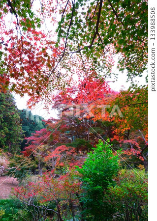 喜樂園的楓谷,是日本三大名園之一 喜樂園的楓谷,是日本三大名園之一 133988508
