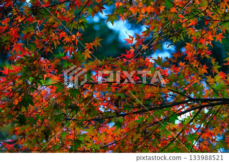 Maple Valley in Kairakuen, one of Japan's three most famous gardens 133988521