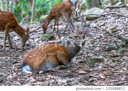 雄性屋久島鹿，警覺，世界自然遺產（夏季） 133988651