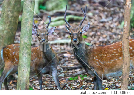 Male Yakushima deer, alert, World Natural Heritage Site (Summer) Male Yakushima deer, alert, World Natural Heritage Site (Summer) 133988654