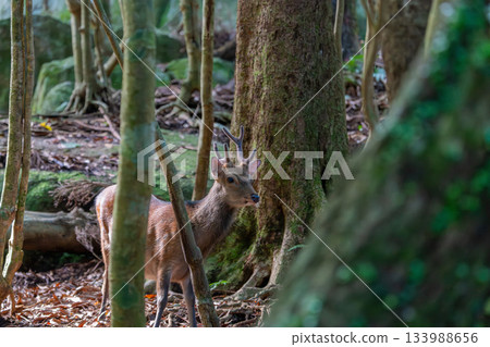 Male Yakushima deer, alert, World Natural Heritage Site (Summer) Male Yakushima deer, alert, World Natural Heritage Site (Summer) 133988656