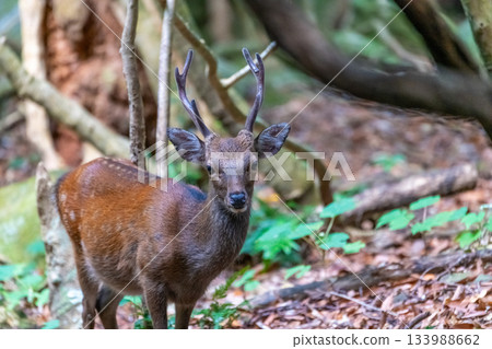 雄性屋久島鹿，警覺，世界自然遺產（夏季） 133988662