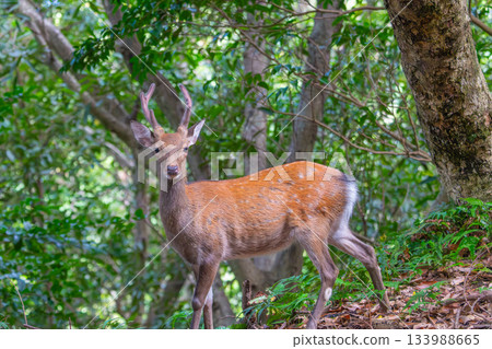 Male Yakushima deer, alert, World Natural Heritage Site (Summer) 133988665