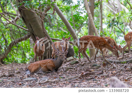 屋久島世界遺產（夏季） 133988720