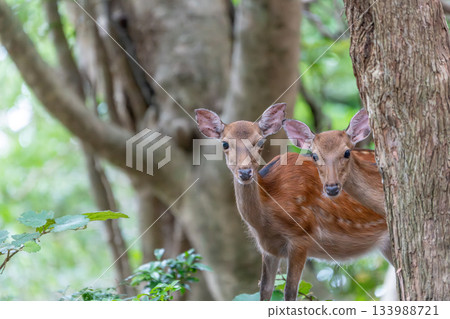 屋久島世界遺產（夏季） 133988721