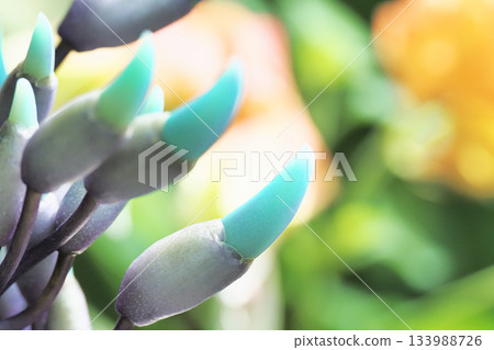 Flower of jade Flower of jade 133988726