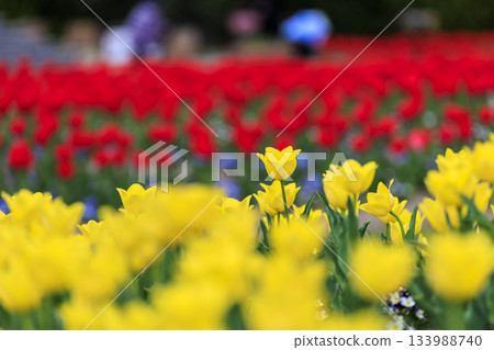 Spring scenery of the vibrant tulip fields at Bihoku Hillside National Park Spring scenery of the vibrant tulip fields at Bihoku Hillside National Park 133988740