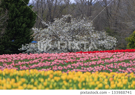 Spring scenery of the National Bihoku Hillside Park: tulip fields and cherry blossoms 133988741