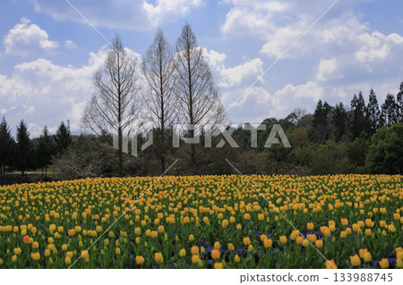 Spring scenery of the National Bihoku Hillside Park: tulip fields and standing trees Spring scenery of the National Bihoku Hillside Park: tulip fields and standing trees 133988745