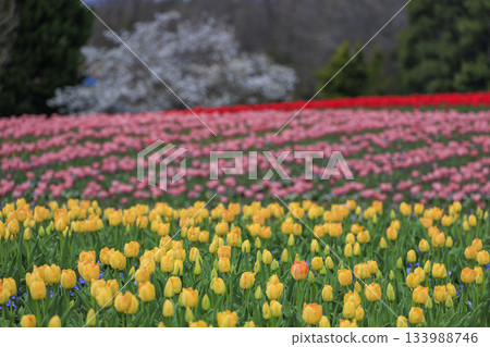 Spring scenery of the National Bihoku Hillside Park: tulip fields and cherry blossoms Spring scenery of the National Bihoku Hillside Park: tulip fields and cherry blossoms 133988746
