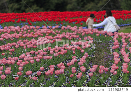 國家美北山坡公園的春景:五彩繽紛的鬱金香花田 國家美北山坡公園的春景:五彩繽紛的鬱金香花田 133988749