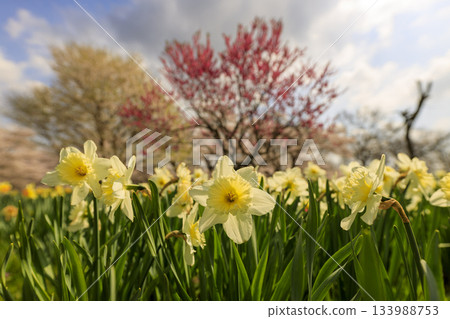 Spring scenery of the National Bihoku Hillside Park: Daffodils and cherry blossoms Spring scenery of the National Bihoku Hillside Park: Daffodils and cherry blossoms 133988753